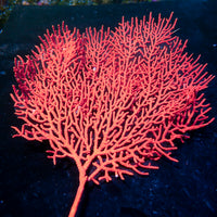 WYSIWYG Red Gorgonian Sea Fan Colony (6-7") - Corals Anonymous