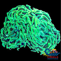 aussie neon green branching hammer