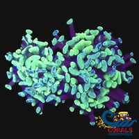 aussie neon green splattered branching hammer