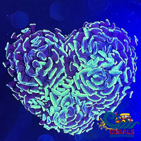 aussie neon green splattered branching hammer 2