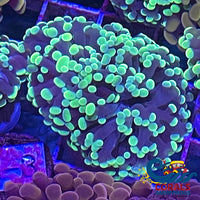 Indo Green Teal Hammer Hammer