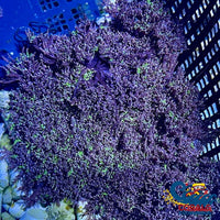 Ultra Rainbow Hell Fire Anemone Hell Fire Anemone