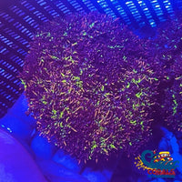 Ultra Rainbow Hell Fire Anemone Hell Fire Anemone