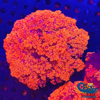 Crimson Hell Fire Anemone 2