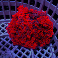 Crimson Hell Fire Anemone 1