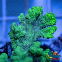 Kryptonite Hydnophora Sps (1-2) Hydnophora