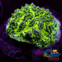 Witches Brew Hydnophora (0.5-1) Hydnophora