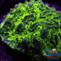 Witches Brew Hydnophora (0.5-1) Hydnophora