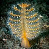 Feather Seapen (2-3")