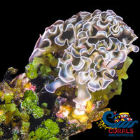 Lettuce Sea Slug (Elysia Crispata) Invertebrates