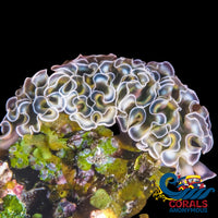 Lettuce Sea Slug (Elysia Crispata) Invertebrates