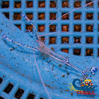 Pedersons Cleaner Shrimp Invertebrates