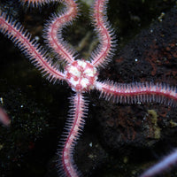 Pink Brittle Sea Star - Corals Anonymous
