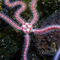 Pink Brittle Sea Star - Corals Anonymous