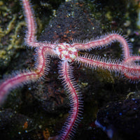 Pink Brittle Sea Star - Corals Anonymous