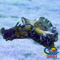 Winged Sea Hare Invertebrates