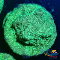 Ecc Poison Ivy Leptoseris Sps (1 Frag) Leptoseris