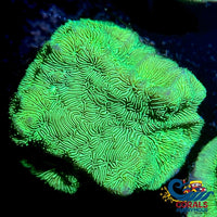 Ecc Poison Ivy Leptoseris Sps (1 Frag) Leptoseris