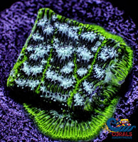 Frankenstein Leptoseris (0.5-1) Leptoseris