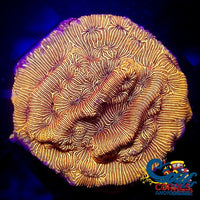 Orange Leptoseries (1.5-2) Leptoseris