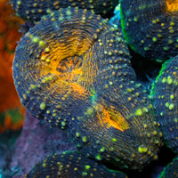 burning dusk lobophyllia