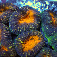 burning dusk lobophyllia 2