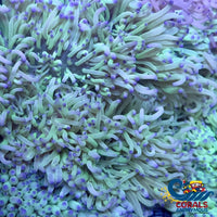 Purple Tip Long Tentacle Anemone (3-5) Longtentacleanemone