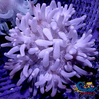 White Snowflake Long Tentacle Anemone Longtentacleanemone