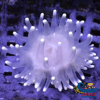 White Snowflake Long Tentacle Anemone Longtentacleanemone