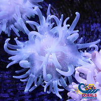 White Snowflake Long Tentacle Anemone Longtentacleanemone