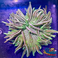Emerald Peppermint Long Tentacle Anemone 2