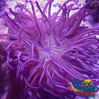 Purple Peppermint Long Tentacle Anemone Longtentacleanemone