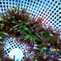 White Tip Green Long Tentacle Anemone Longtentacleanemone