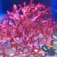 Red Razor Macroalgae (1-2) Macroalgae