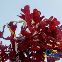 Red Long Macroalgae (Rhodymenia Sp.) (S10) Macroalgae