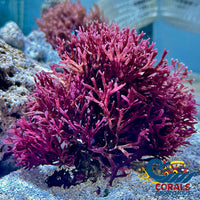 Red Ogo Macroalgae Macroalgae