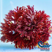 Red Ogo Macroalgae (S10) Macroalgae