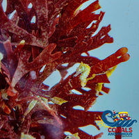 Red Ogo Macroalgae (S10) Macroalgae