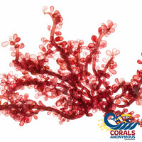 Red Grape Macroalgae (S10) Macroalgae