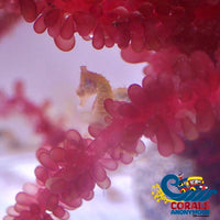 Red Grape Macroalgae (S5) Macroalgae
