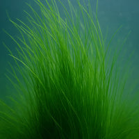 Long Sea Grass Macroalgae (Grass Rock) 1