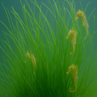 Long Sea Grass Macroalgae (Grass Rock) 2