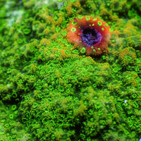 Fiji Green Montipora (0.5-1” Frag) c