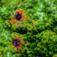 Fiji Green Montipora (0.5-1” Frag)