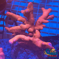 Orange Digitata Montipora Sps (0.5-1 Frag) Montipora