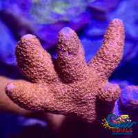 Orange Digitata Montipora Sps (0.5-1 Frag) Montipora