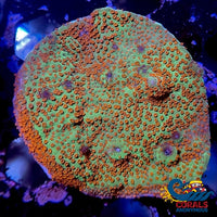 Reverse Sunset Montipora (0.5-1) Montipora