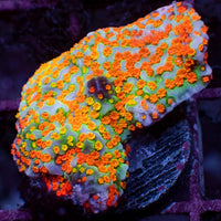 Reverse Sunset Montipora (0.5-1”) - Corals Anonymous