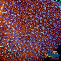 Red Montipora (0.5-1) Montipora