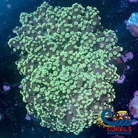 Lime Green Octospawn Octospawn
